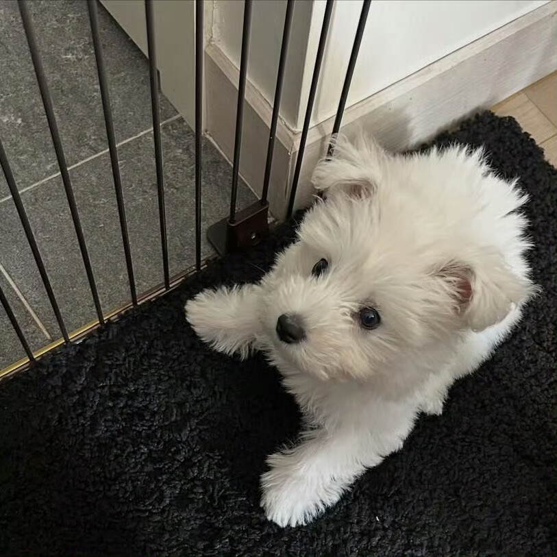 ✧˚₊ ‧ 朋友圈背景图