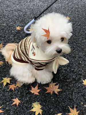 可爱修狗 .ᐟ.ᐟ
#萌宠头像#