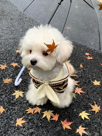 可爱修狗 .ᐟ.ᐟ
#萌宠头像#