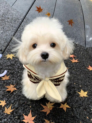 可爱修狗 .ᐟ.ᐟ
#萌宠头像#