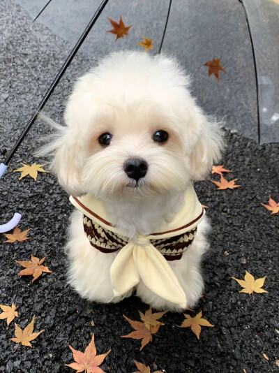 可爱修狗 .ᐟ.ᐟ
#萌宠头像#