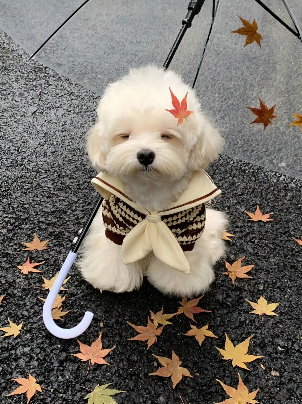 可爱修狗 .ᐟ.ᐟ
#萌宠头像#