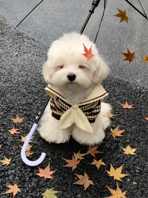 可爱修狗 .ᐟ.ᐟ
#萌宠头像#