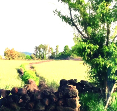 亲爱的藤井树小姐 今天我在富士山 山顶为你飘落了一片雪 而此刻我正喜欢着你 喜欢得全世界的森林一起倒下那么喜欢