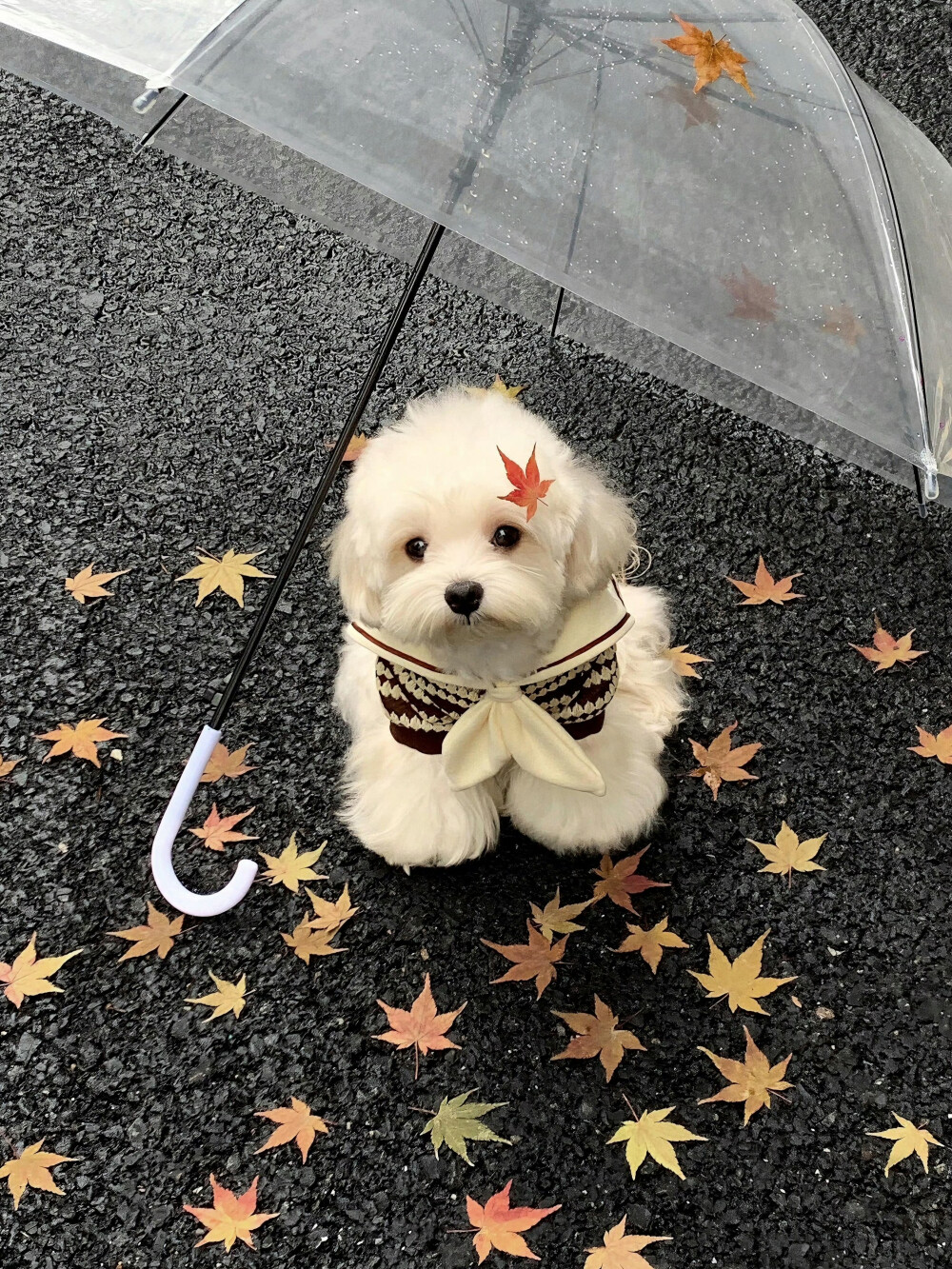 可爱修狗 .ᐟ.ᐟ
#萌宠头像#