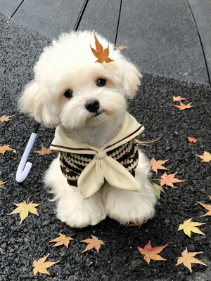 可爱修狗 .ᐟ.ᐟ
#萌宠头像#