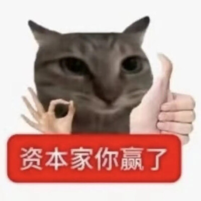 猫猫表情包