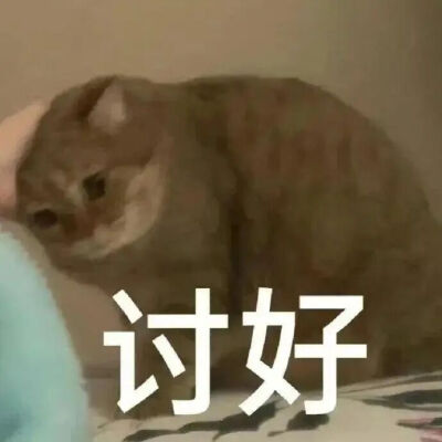 猫猫表情包