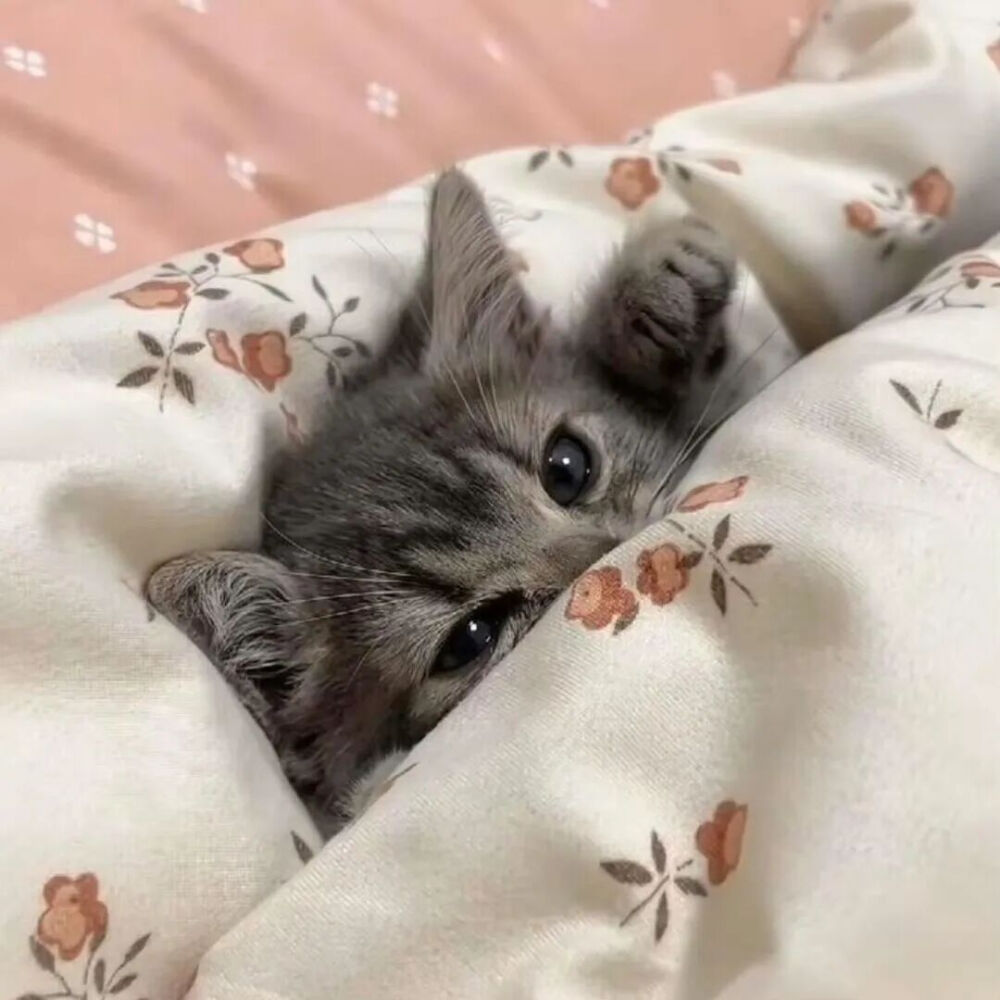 我是不会放弃收集这种图片的