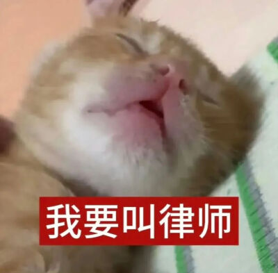 猫猫表情包