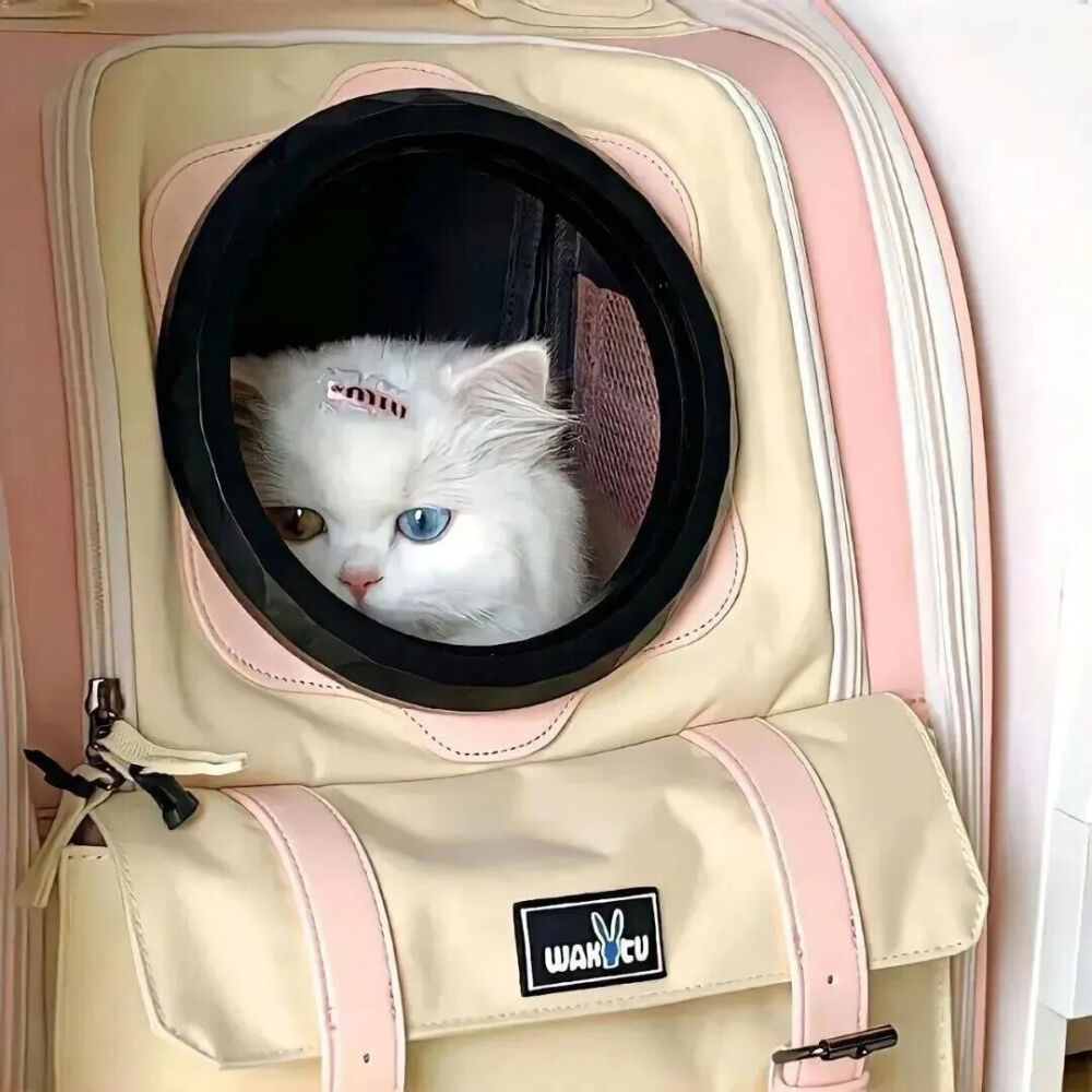 我是不会放弃收集这种图片的