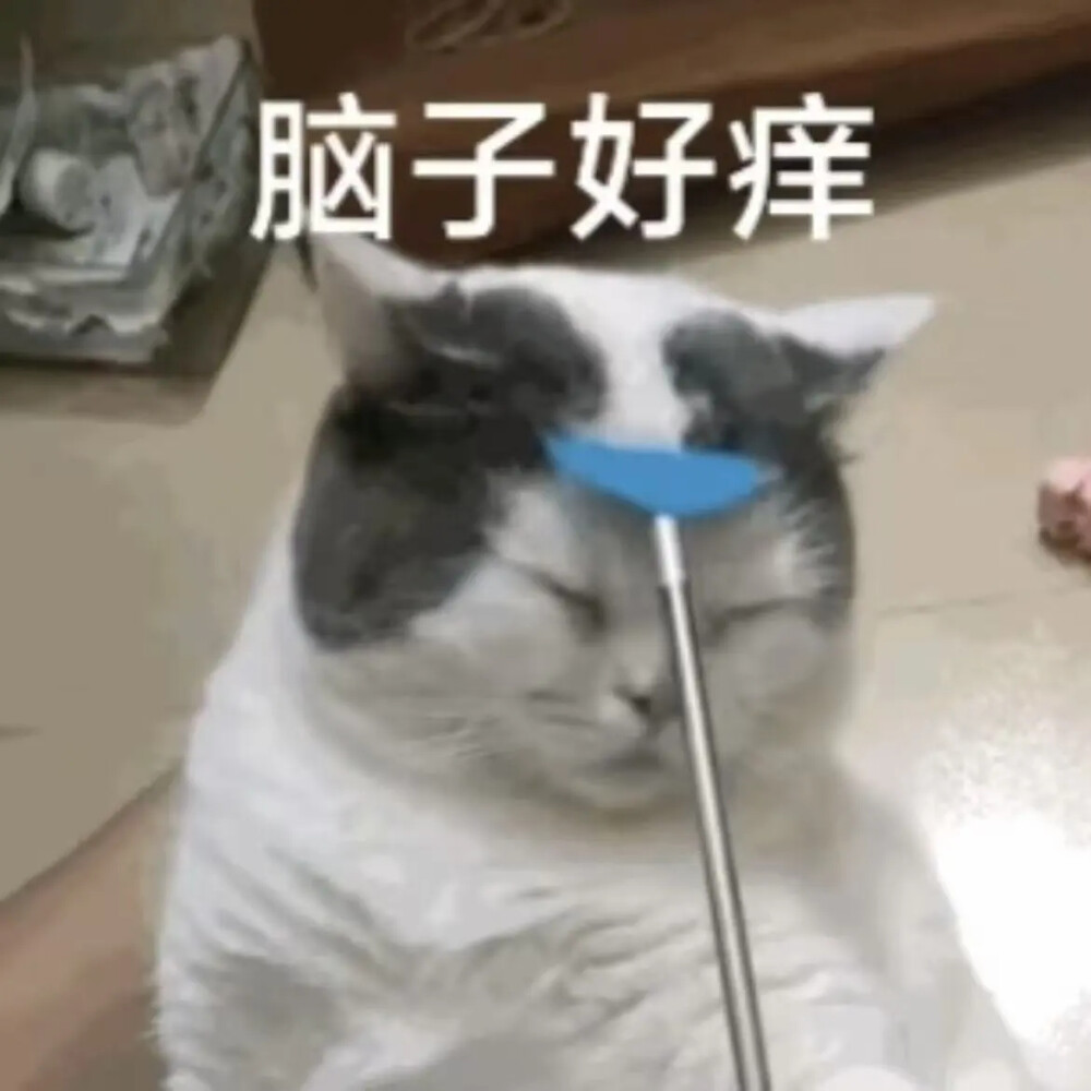 猫猫表情包