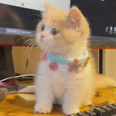 我是不会放弃收集这种图片的