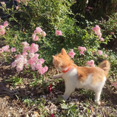 我是不会放弃收集这种图片的