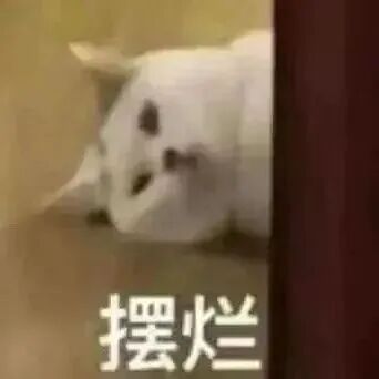 猫猫表情包