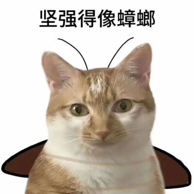 猫猫表情包