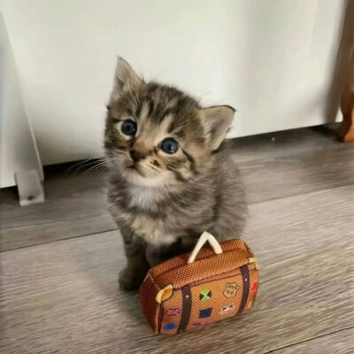 我是不会放弃收集这种图片的