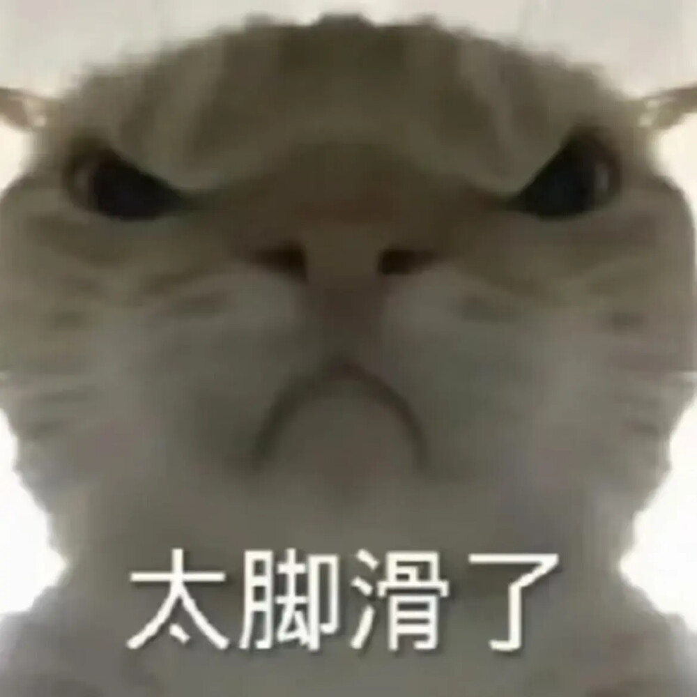 猫猫表情包