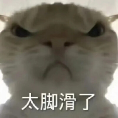 猫猫表情包