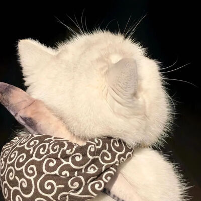 我是不会放弃收集这种图片的