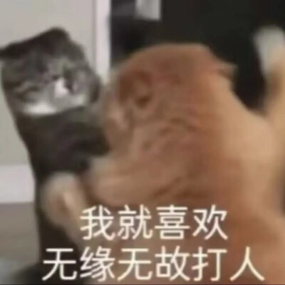 猫猫表情包