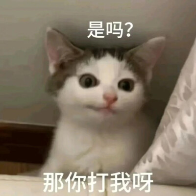 猫猫表情包