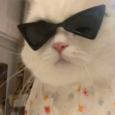 墨镜猫猫头像