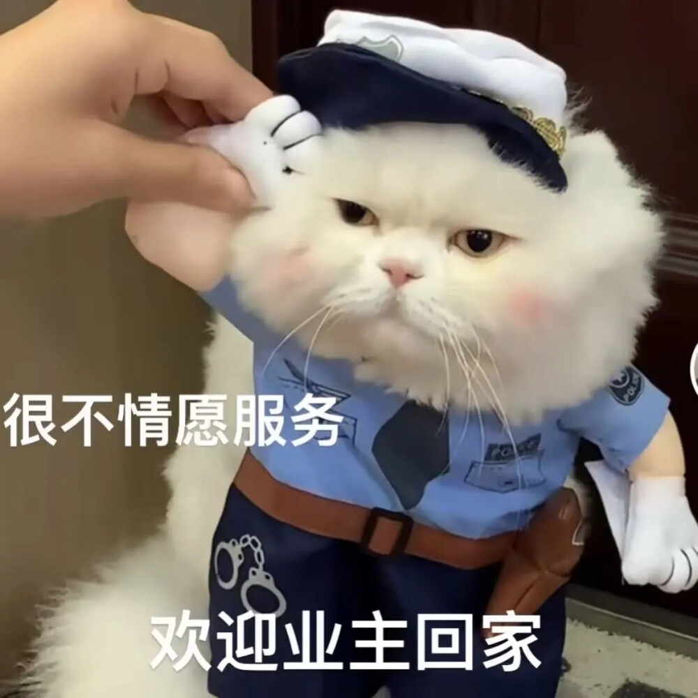 猫猫表情包