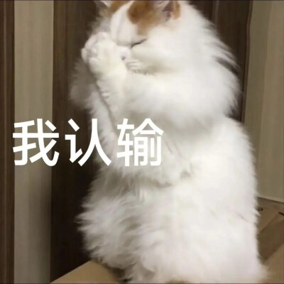 猫猫表情包