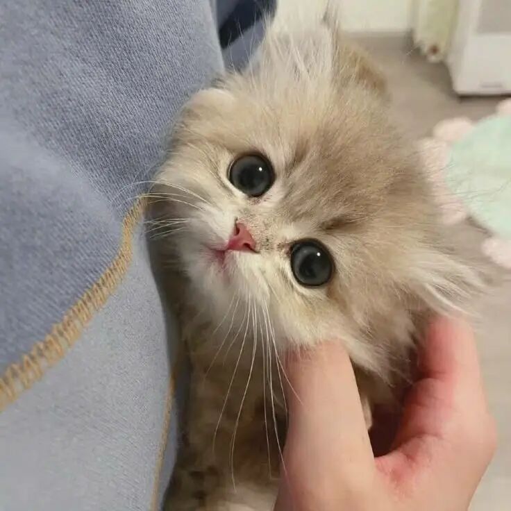 我是不会放弃收集这种图片的