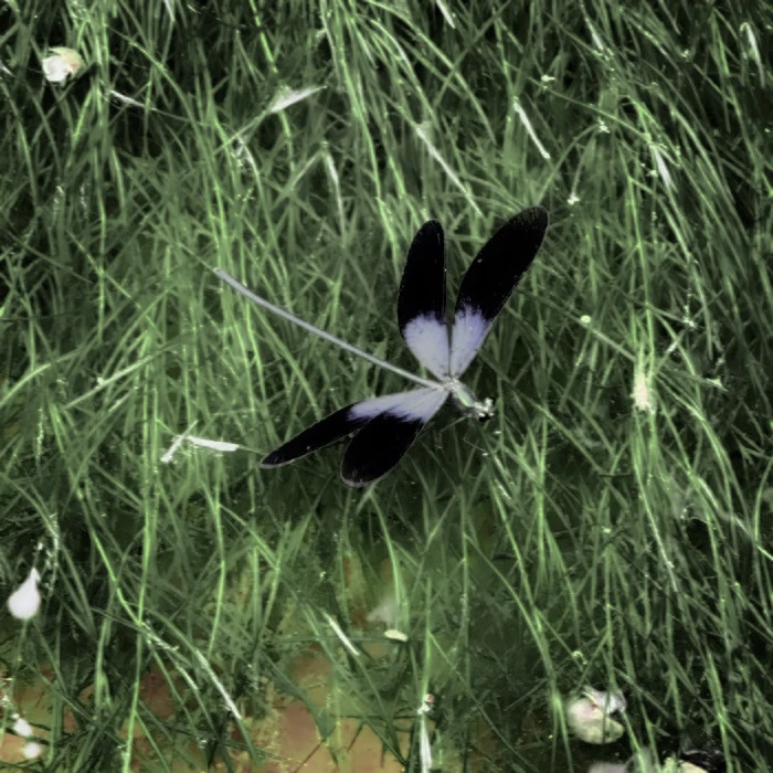 想了一百个关于春天的文案，都不及这一刻小城市里的春暖花开
（江郁宝宝送的）