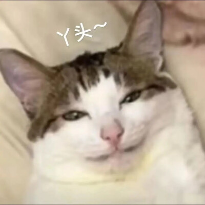 猫猫表情包