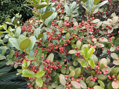 秋景秋韵欣赏：无刺枸骨的果实红了，红得耀眼！