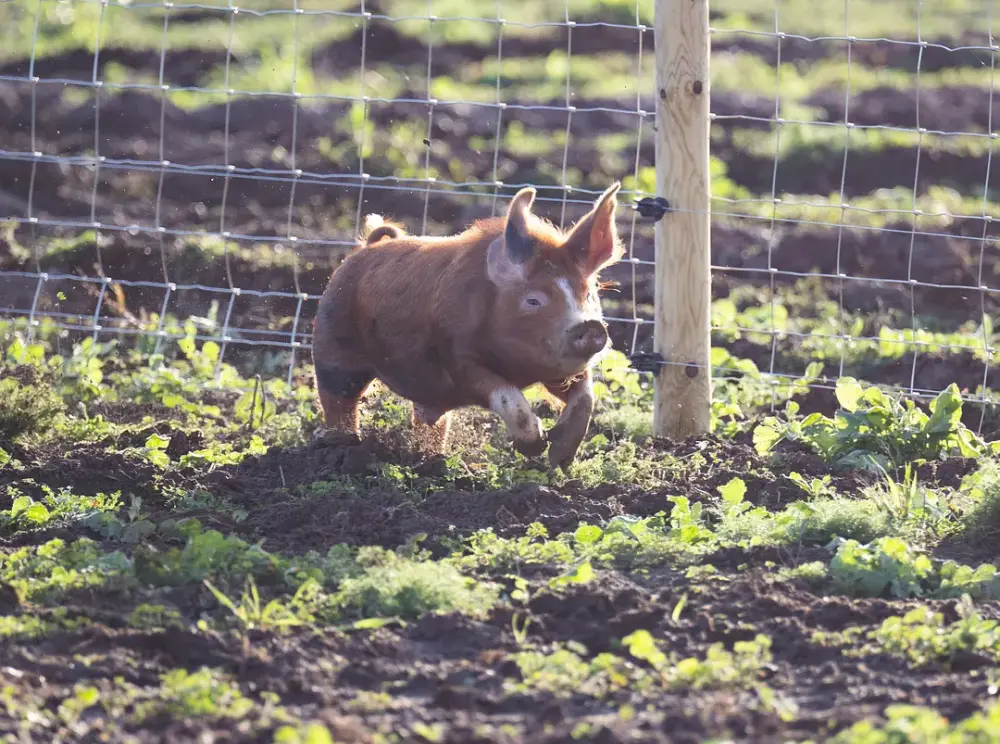 《克拉克森的农场 第三季》