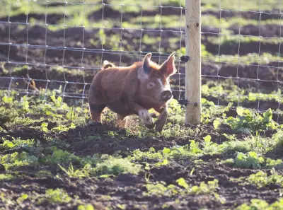 《克拉克森的农场 第三季》
