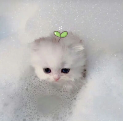 我是不会放弃收集这种图片的