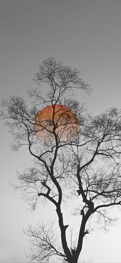 手机壁纸｜搬运网络 侵删