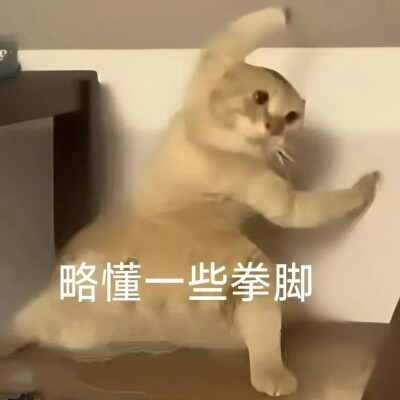 猫猫表情包