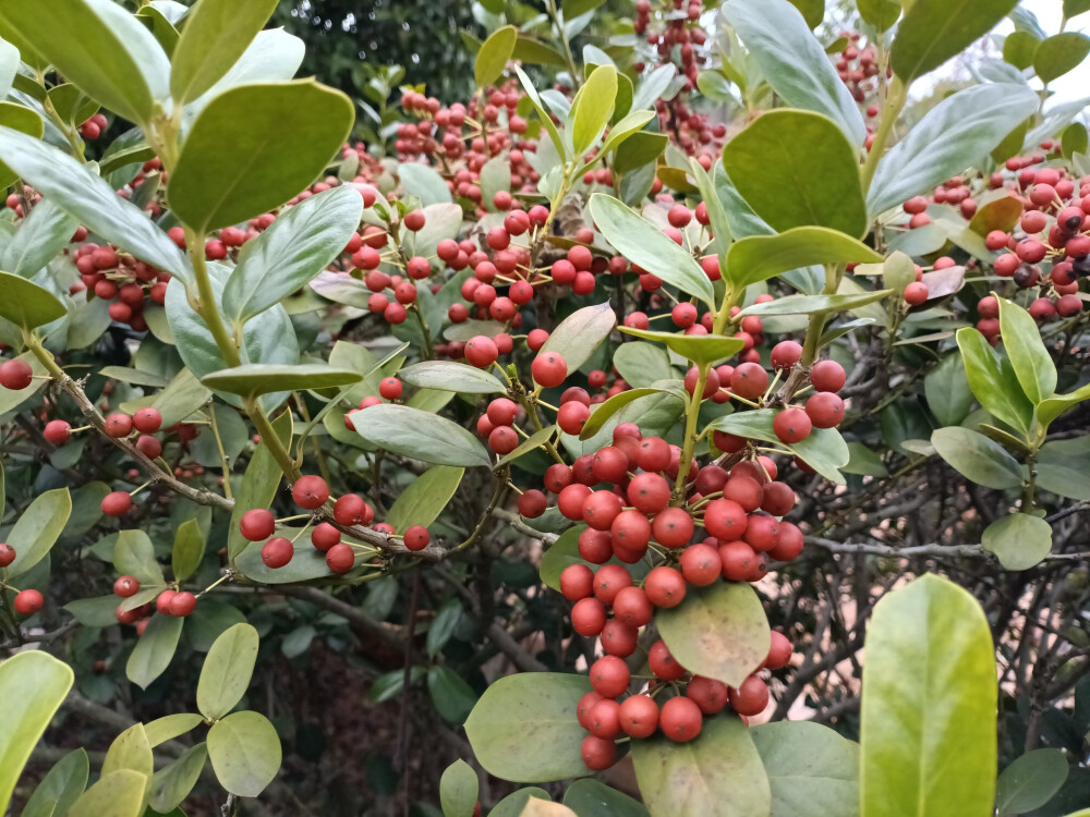 秋景秋韵欣赏：无刺枸骨的果实红了，红得耀眼！