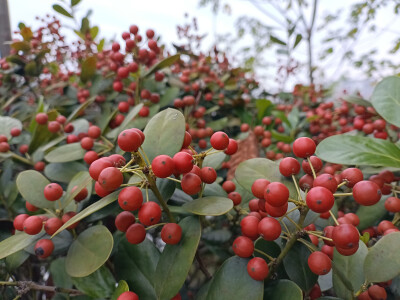 秋景秋韵欣赏：无刺枸骨的果实红了，红得耀眼！