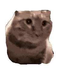 抽象猫咪表情包