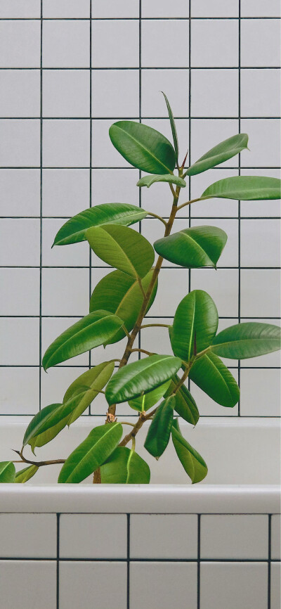 手机壁纸｜搬运网络 侵删