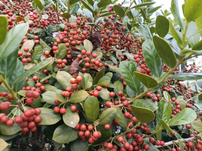 秋景秋韵欣赏：无刺枸骨的果实红了，红得耀眼！