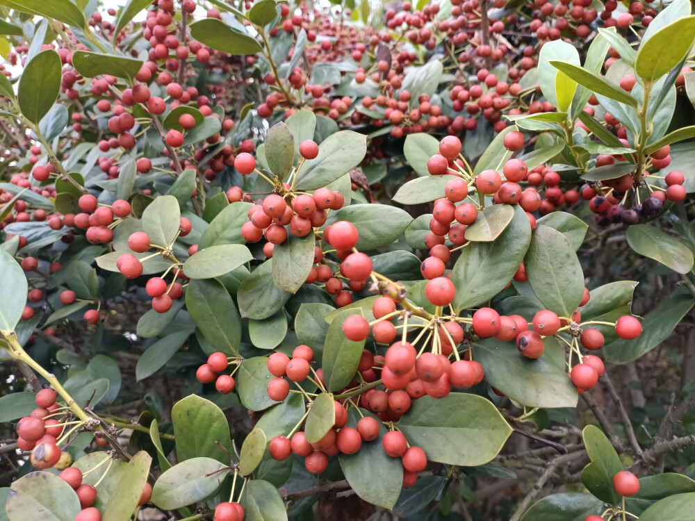 秋景秋韵欣赏：无刺枸骨的果实红了，红得耀眼！