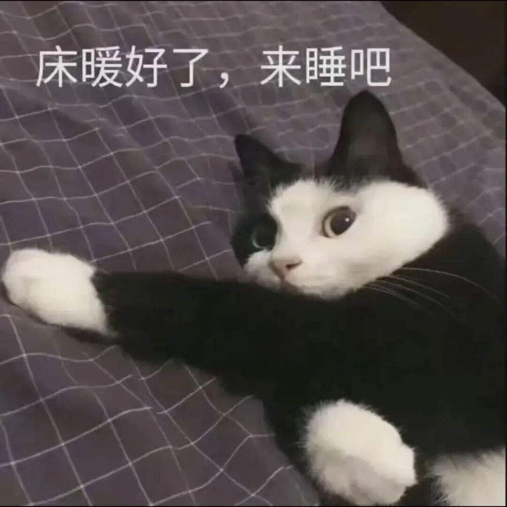 猫猫表情包