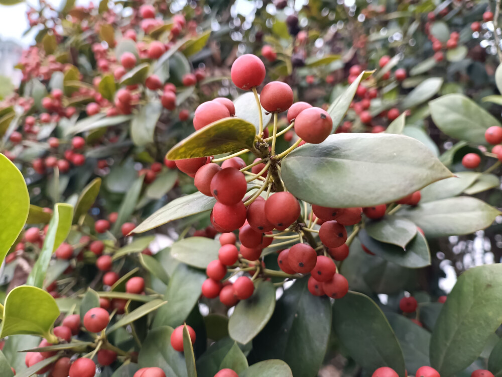 秋景秋韵欣赏：无刺枸骨的果实红了，红得耀眼！