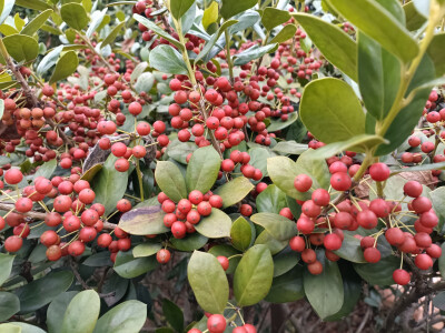 秋景秋韵欣赏：无刺枸骨的果实红了，红得耀眼！