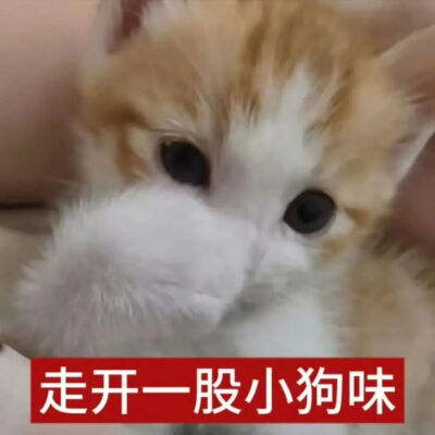 猫猫表情包
