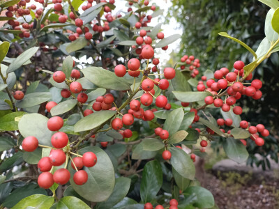 秋景秋韵欣赏：无刺枸骨的果实红了，红得耀眼！