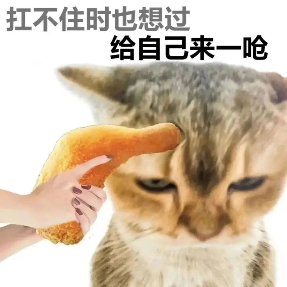 猫猫表情包